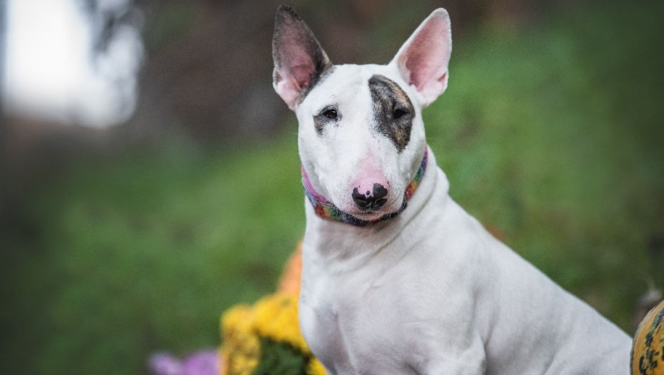 English bull terrier store dog